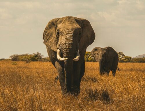 ELEPHANTS